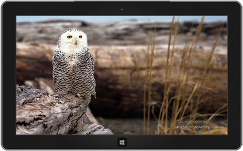 snowy-owls