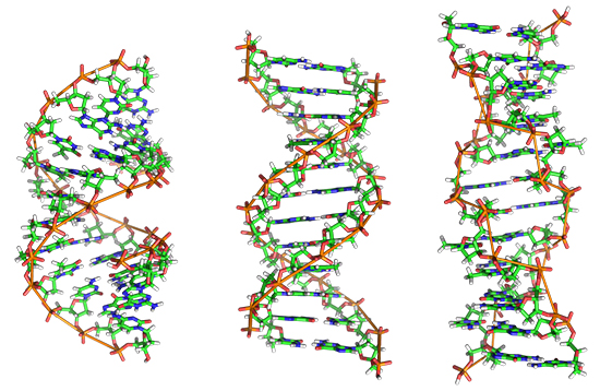 1920px-A-DNA,_B-DNA_and_Z-DNA